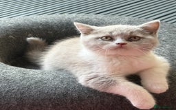 British Shorthair cats for sale: Lilac British shorthair kittens - Image 6