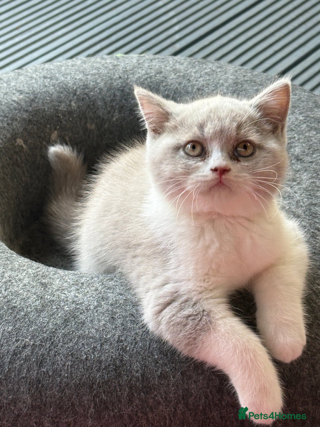 British Shorthair cats for sale: Lilac British shorthair kittens - Image 6
