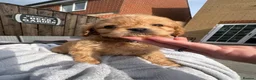 Cavapoo dogs for sale: ⭐ Ready today! F1 Health tested Cavapoos⭐ - Advert 28