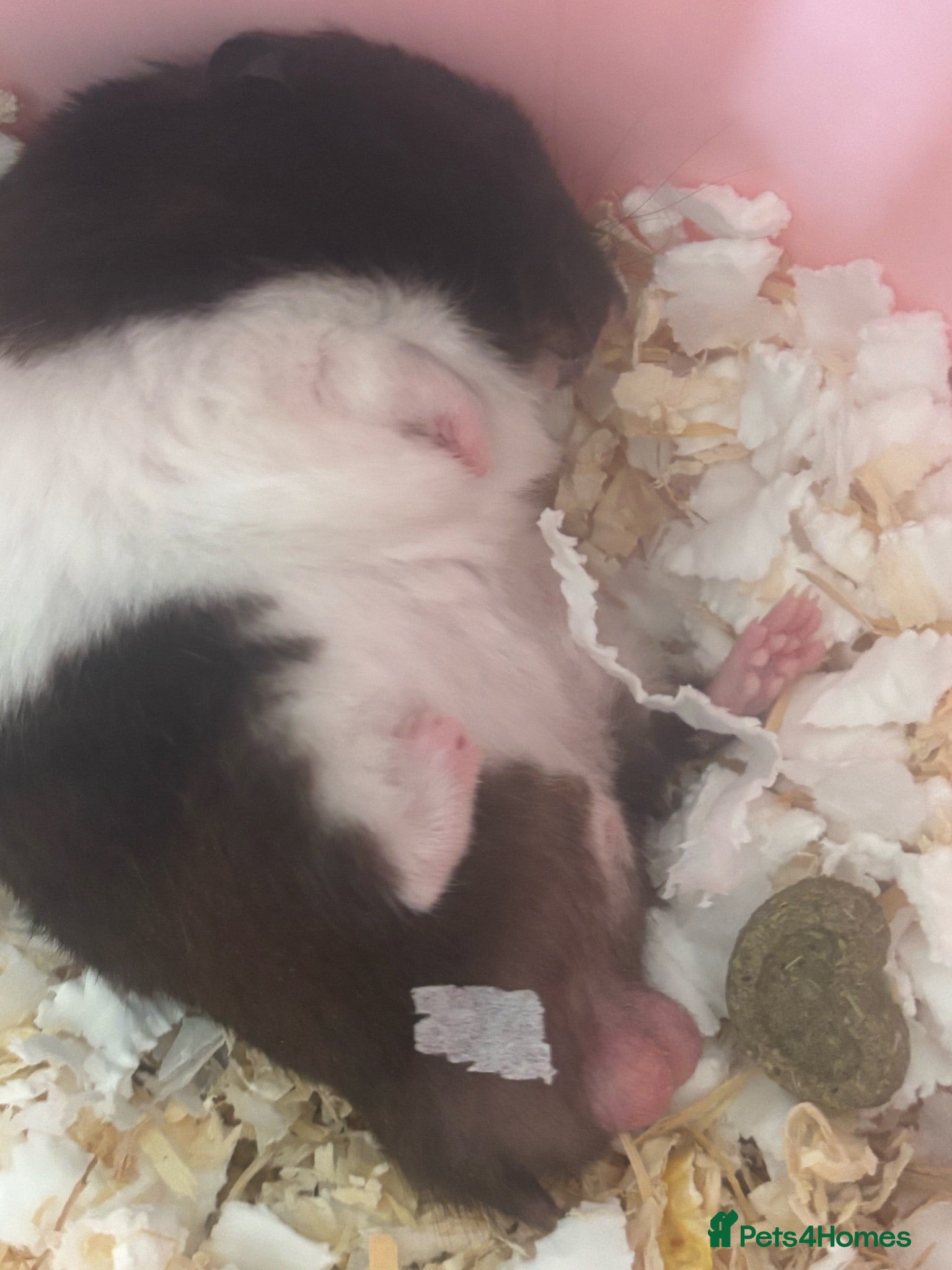 Hamster rodents Syrian Hamster Male Black and White - Advert 2