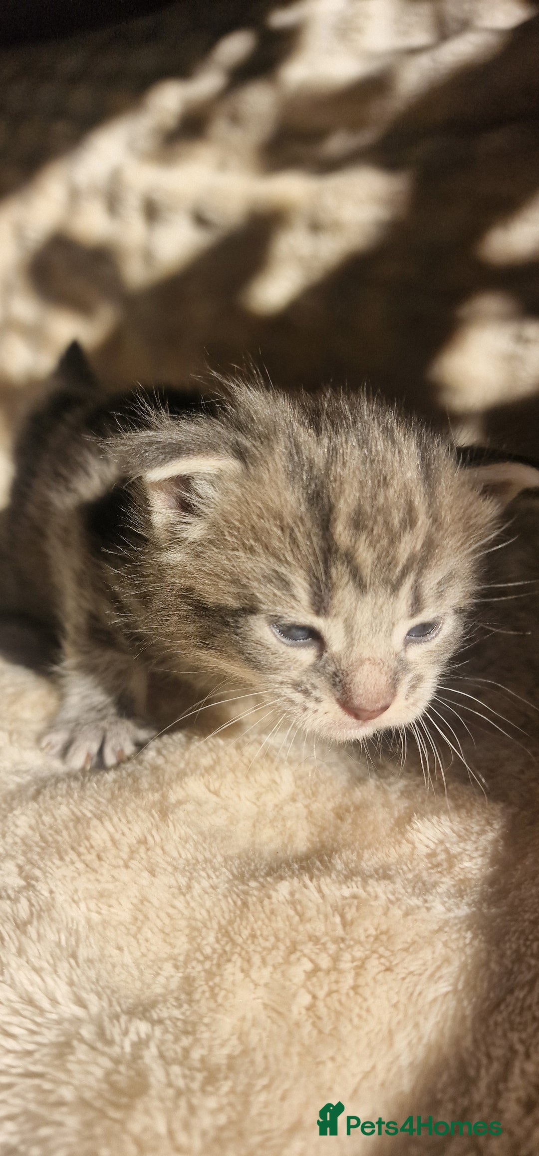 Maine Coon cats for sale: Maine Coon Kittens  - Advert 16