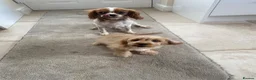 Cavapoo dogs for sale: Cavapoo  - Advert 3