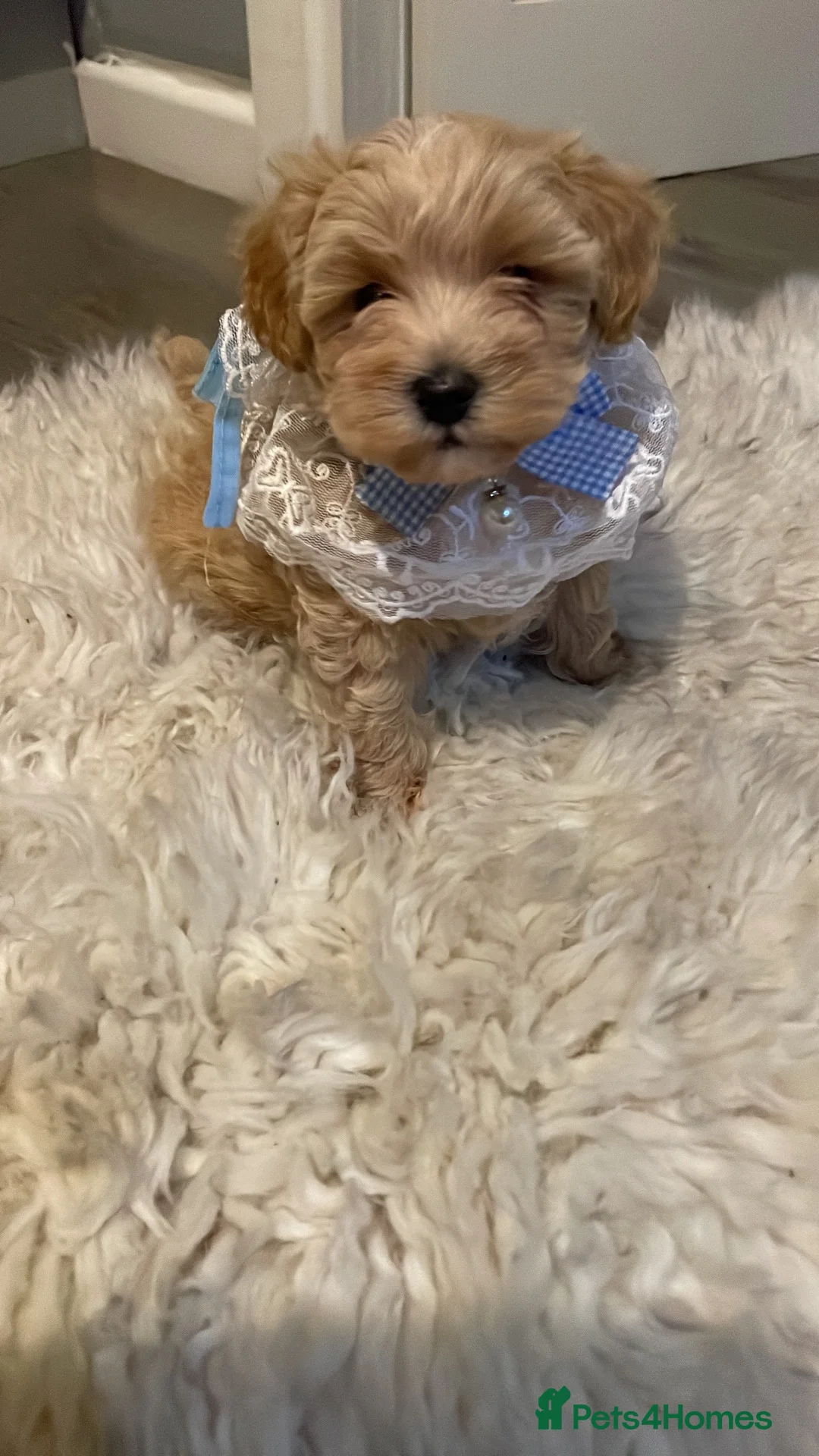 Maltipoo dogs for sale: Toy maltipoo - Advert 3