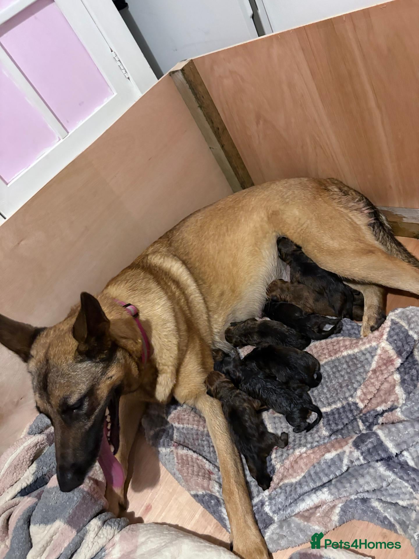 Mixed Breed dogs for sale: Beautiful Rottweiler + Belgian Malinois Puppies  - Advert 17