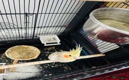 Cockatiels birds for sale: M r.    - Image 6