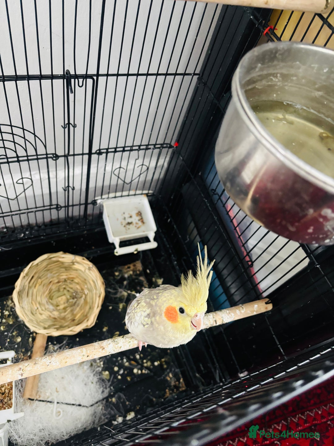 Cockatiels birds for sale: M r.    - Image 6