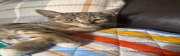British Shorthair cats for sale: 5 cute British shorthair breed kittens  in Ilford - Advert 13