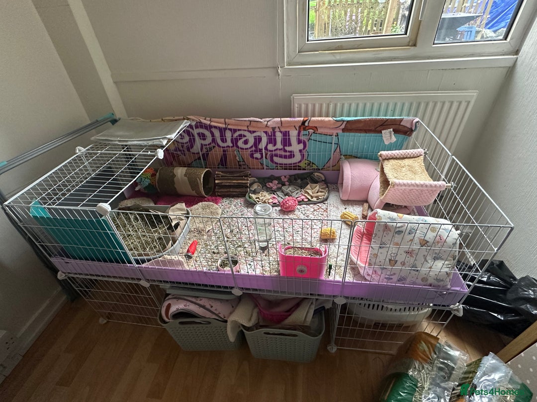 Guinea Pig rodents for sale: Guinea pigs and cage - Advert 7