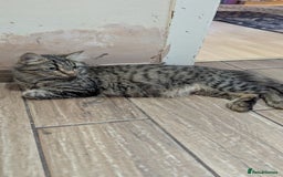 Mixed Breed cats for sale: Kittens for sale - Image 2