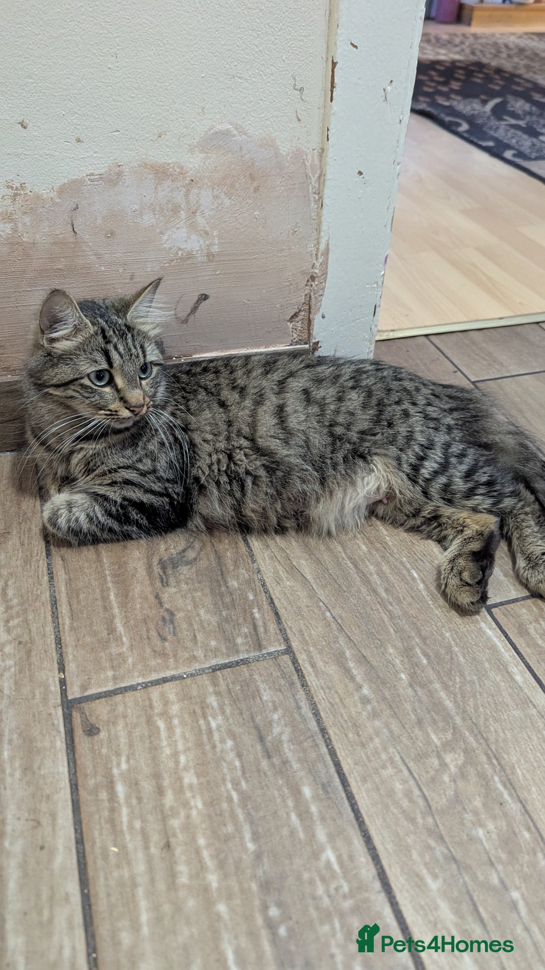 Mixed Breed cats for sale: Kittens for sale - Image 2