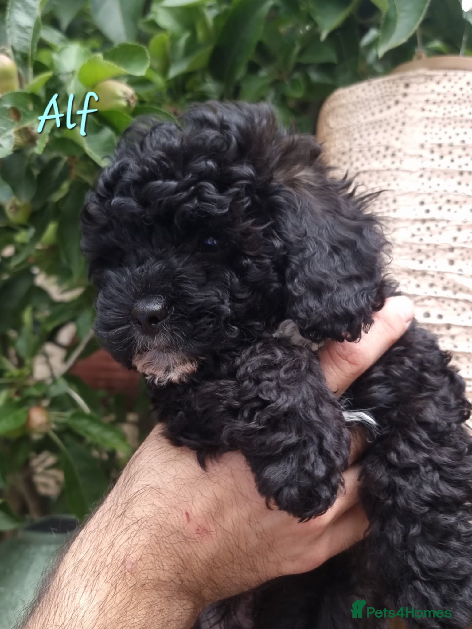 Shihpoo dogs ❤️2 Beautiful Shihpoo Boys ❤️ - Advert 1