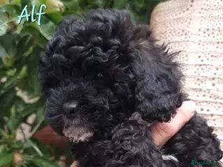 Shihpoo dogs ❤️2 Beautiful Shihpoo Boys ❤️ - Advert 1