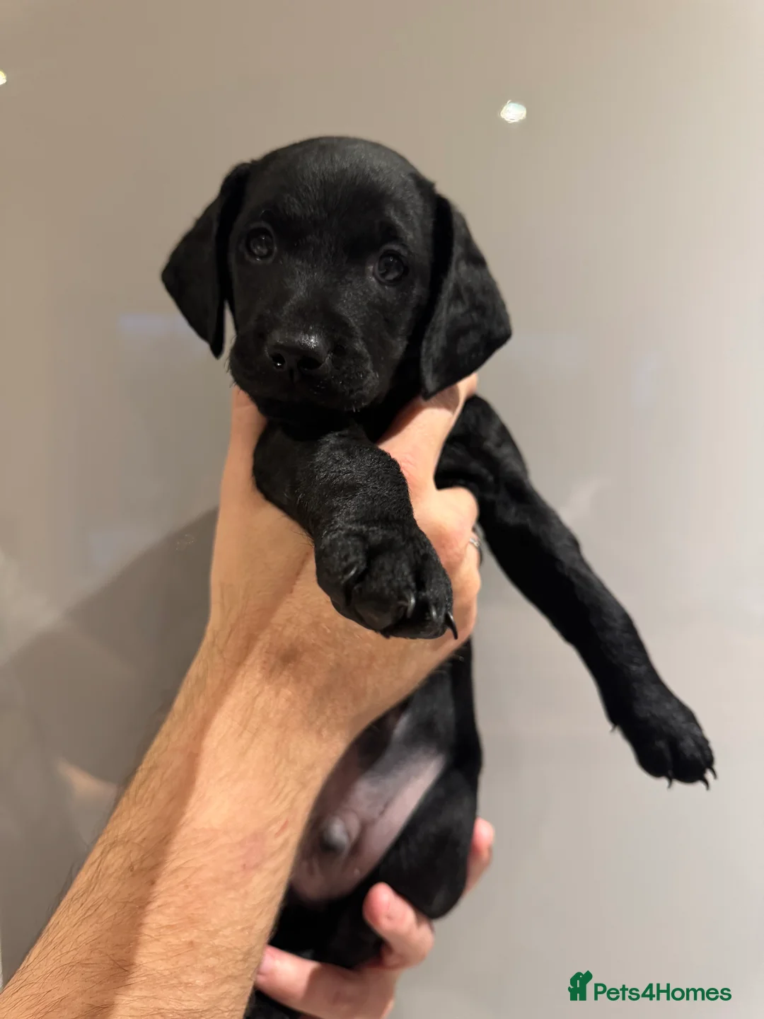 Mixed Breed dogs for sale: CockerDoodleDoo in Market Harborough - Advert 9