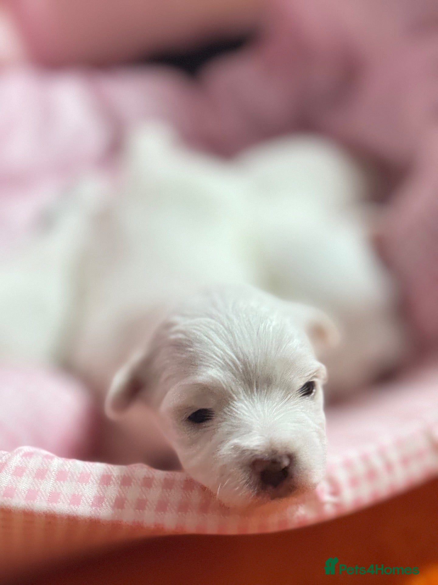 Maltese dogs 🐾💕 ADORABLE TINY PURE MALTESE - RESERVE NOW!  - Advert 1