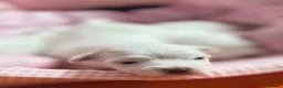 Maltese dogs for sale: 🐾💕 ADORABLE TINY PURE MALTESE - RESERVE NOW!  - Advert 2