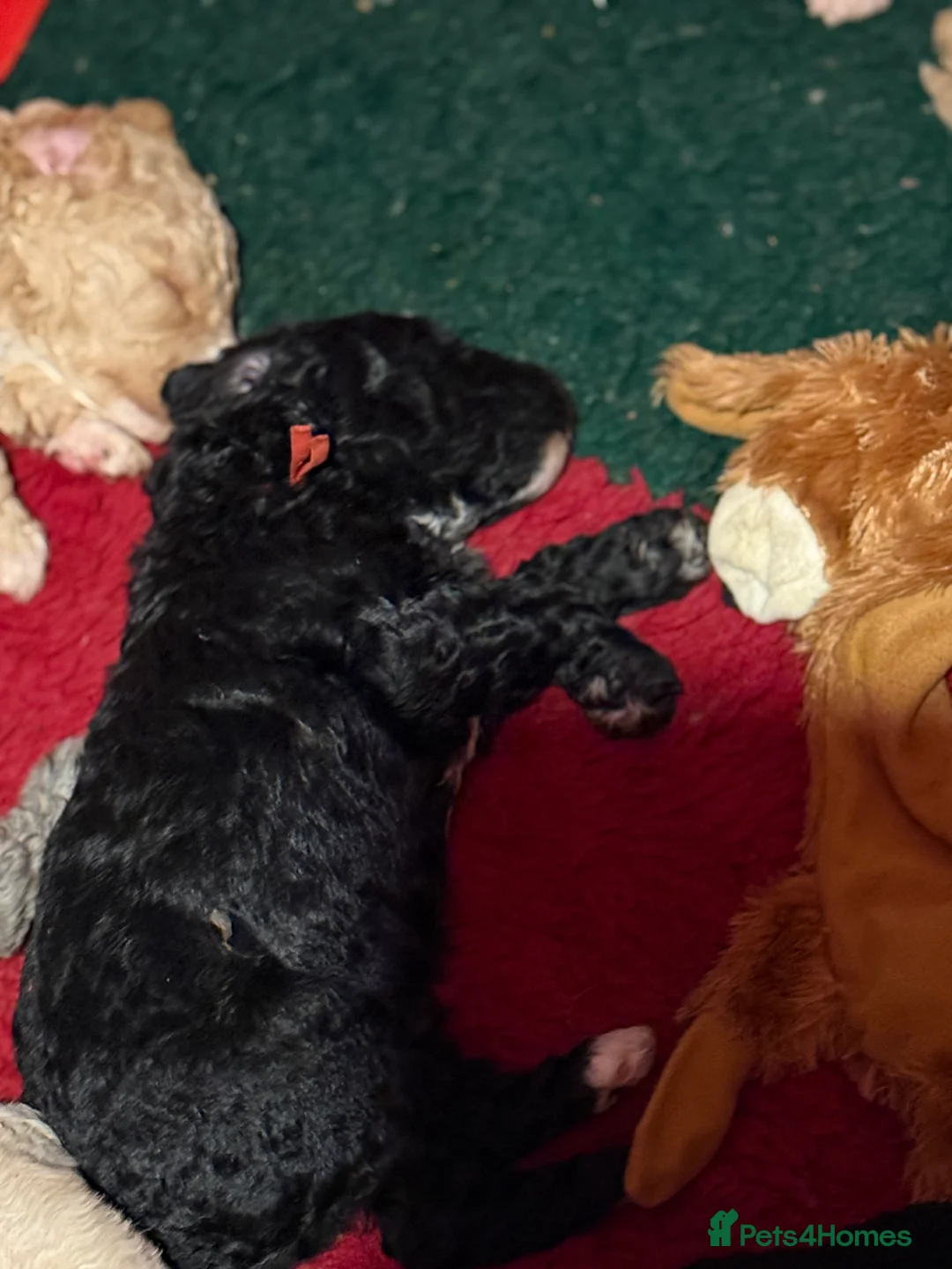 Australian Labradoodle dogs for sale: **reduced** Australian labradoodles - Advert 17