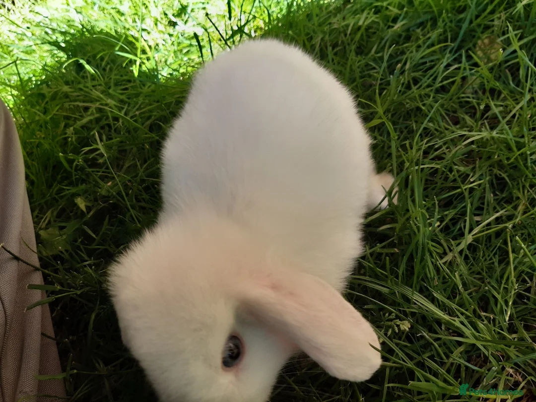 Mini Lop rabbits for sale: Gorgeous Mini Lops  - Advert 28