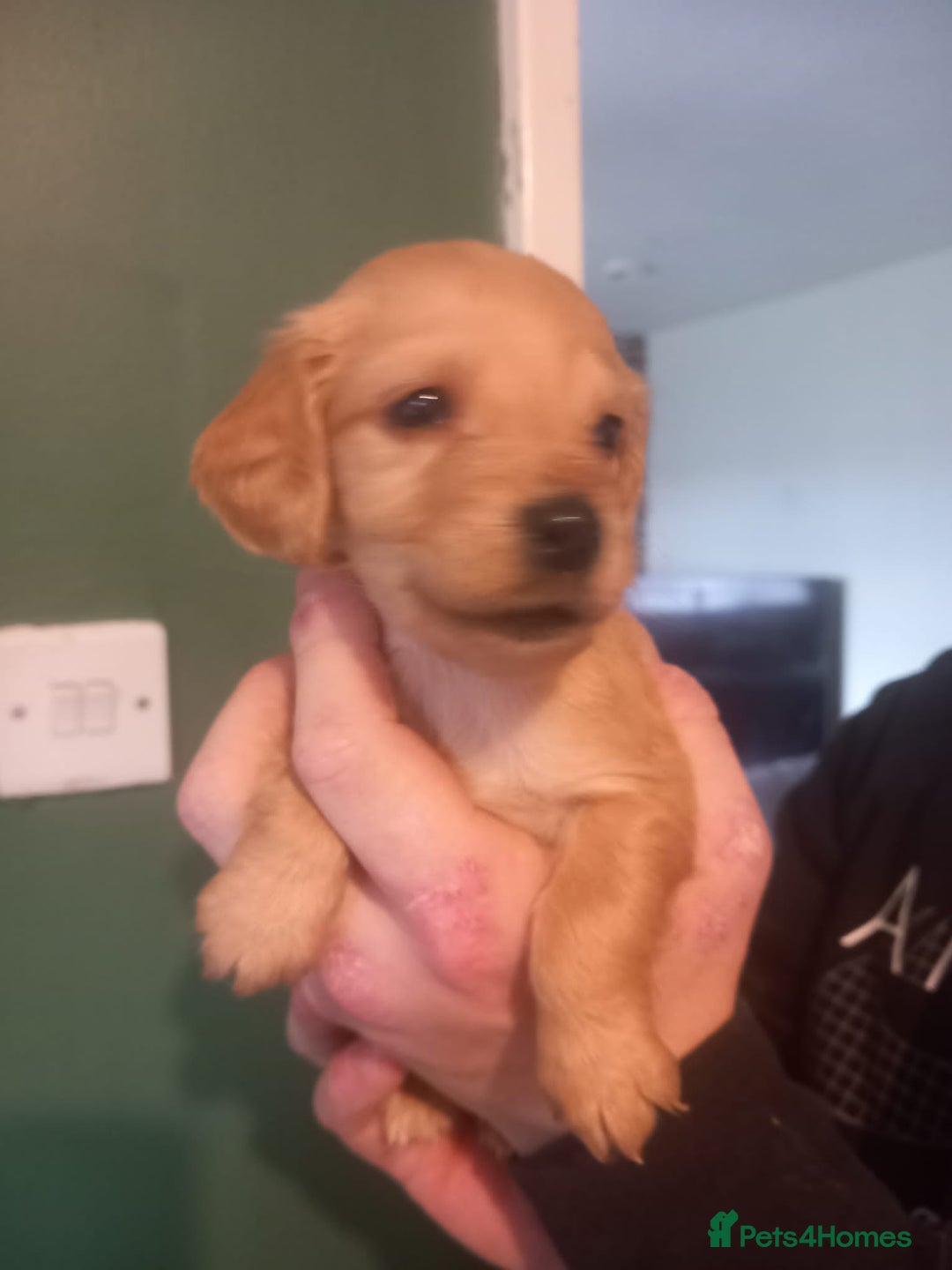 Cockapoo dogs for sale: Beautiful litter of 8 cockapoos one girl left - Advert 8