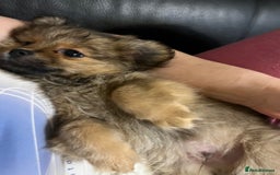Mixed Breed dogs for sale: 1 male pomranian puppy so friendly  - Image 5
