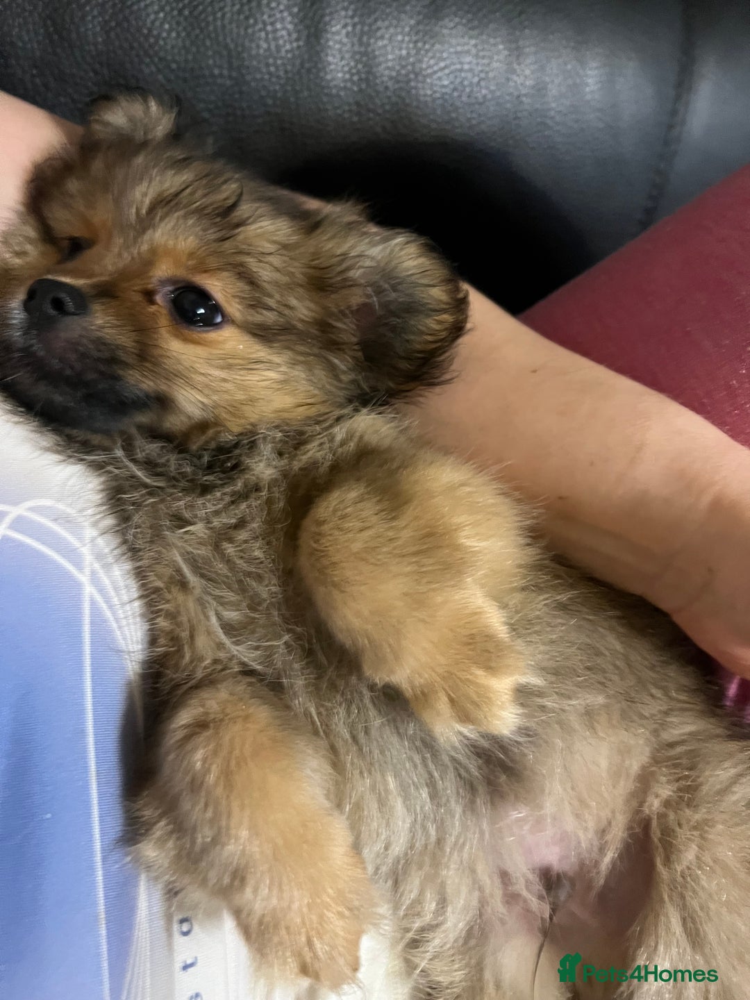 Mixed Breed dogs for sale: 1 male pomranian puppy so friendly  - Image 5