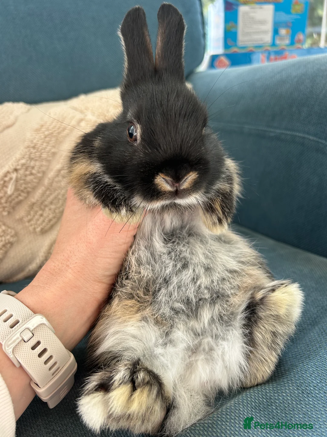 Netherland Dwarf rabbits for sale: 4 female purebred Netherland Dwarf Rabbits  - Advert 5