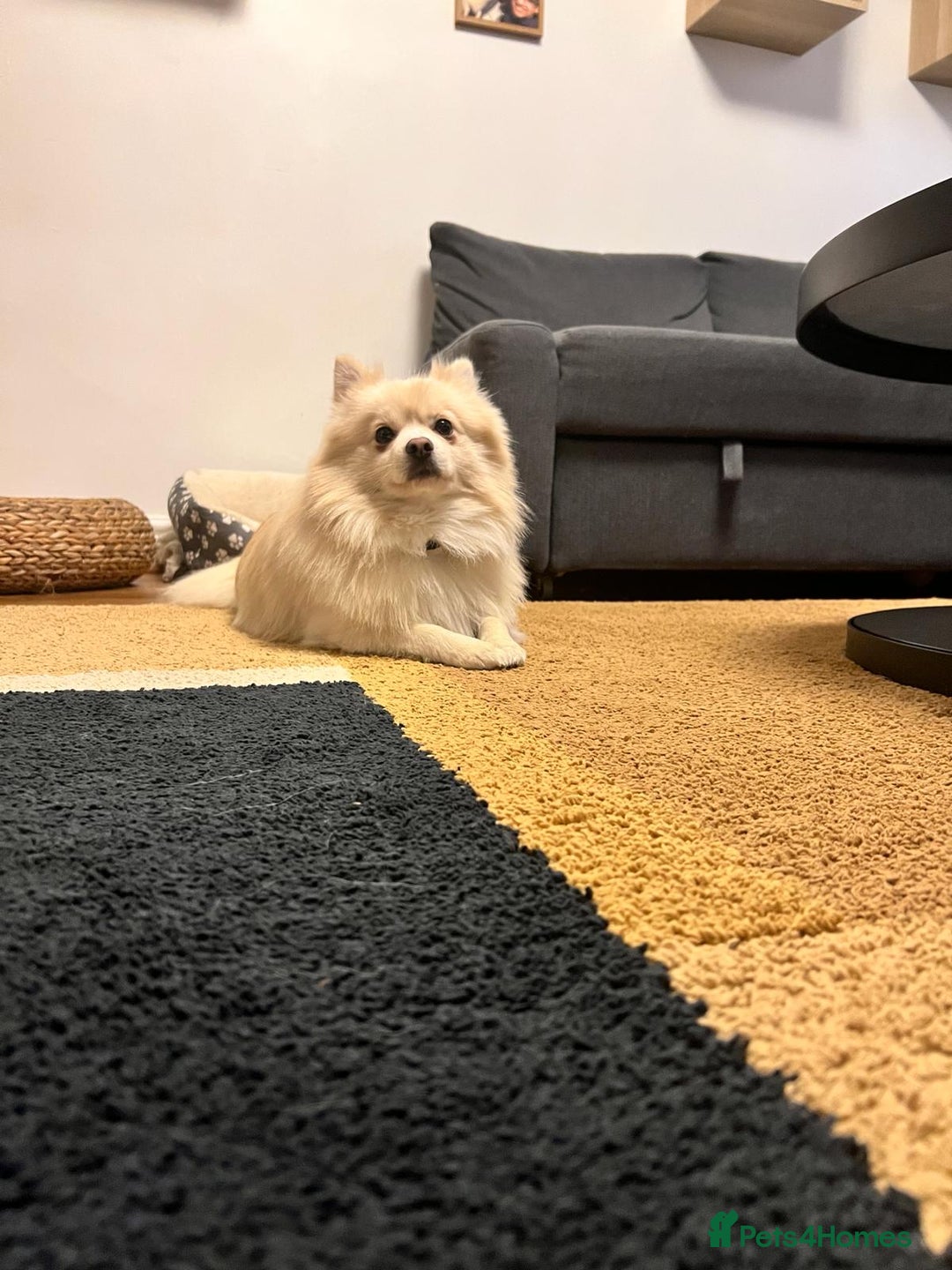 Pomeranian dogs for stud:  JAX – Valentine’s Day Gentleman” - Advert 8