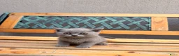 British Shorthair cats for sale: TWO beautiful female British shorthair kittens  - Advert 3