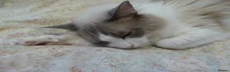Ragdoll cats for sale: Bi-Colour Ragdoll Male - Advert 2