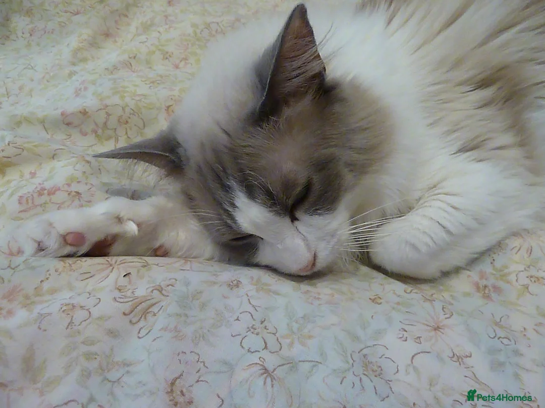 Ragdoll cats for sale: Bi-Colour Ragdoll Male - Advert 2