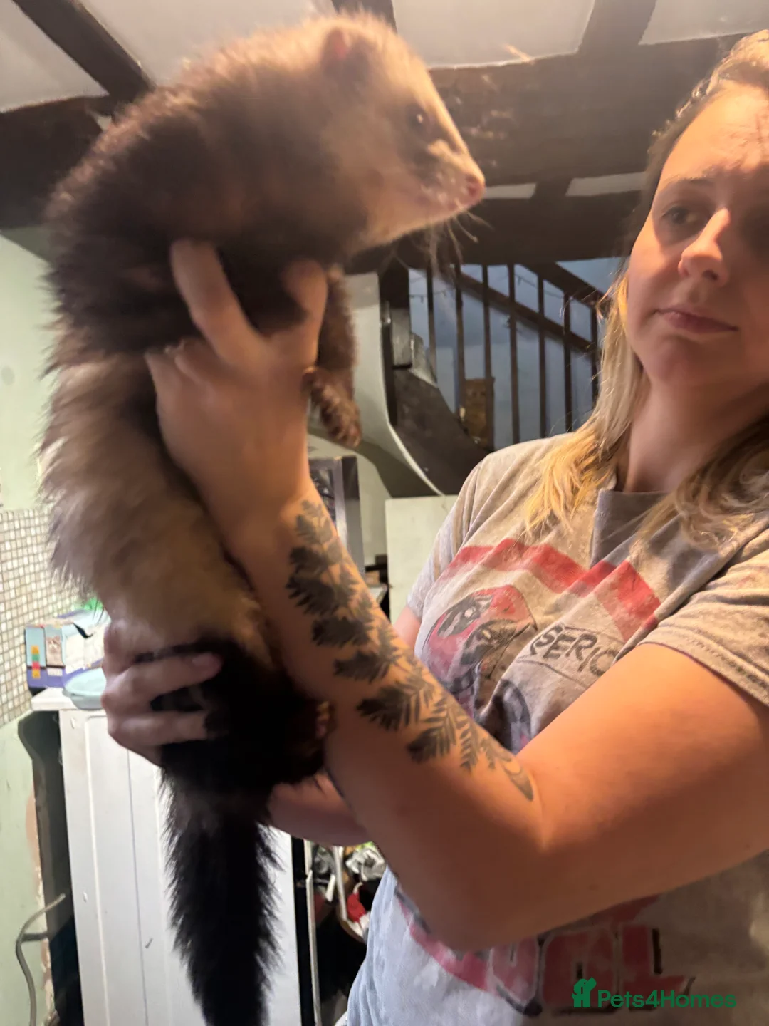 Ferret rodents for sale: Polecats x2 males  - Advert 5