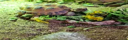 Tortoise reptiles for sale: Horsfield Tortoise age 6 - Advert 5