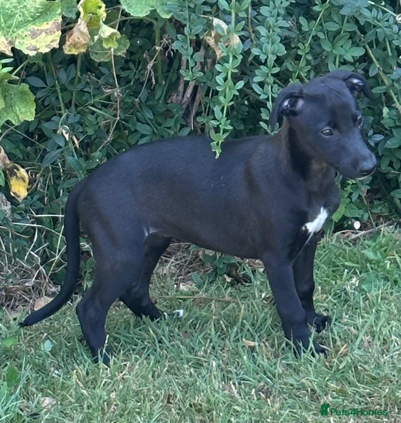 Whippet dogs KC registered whippet puppies ready now  - Advert 2