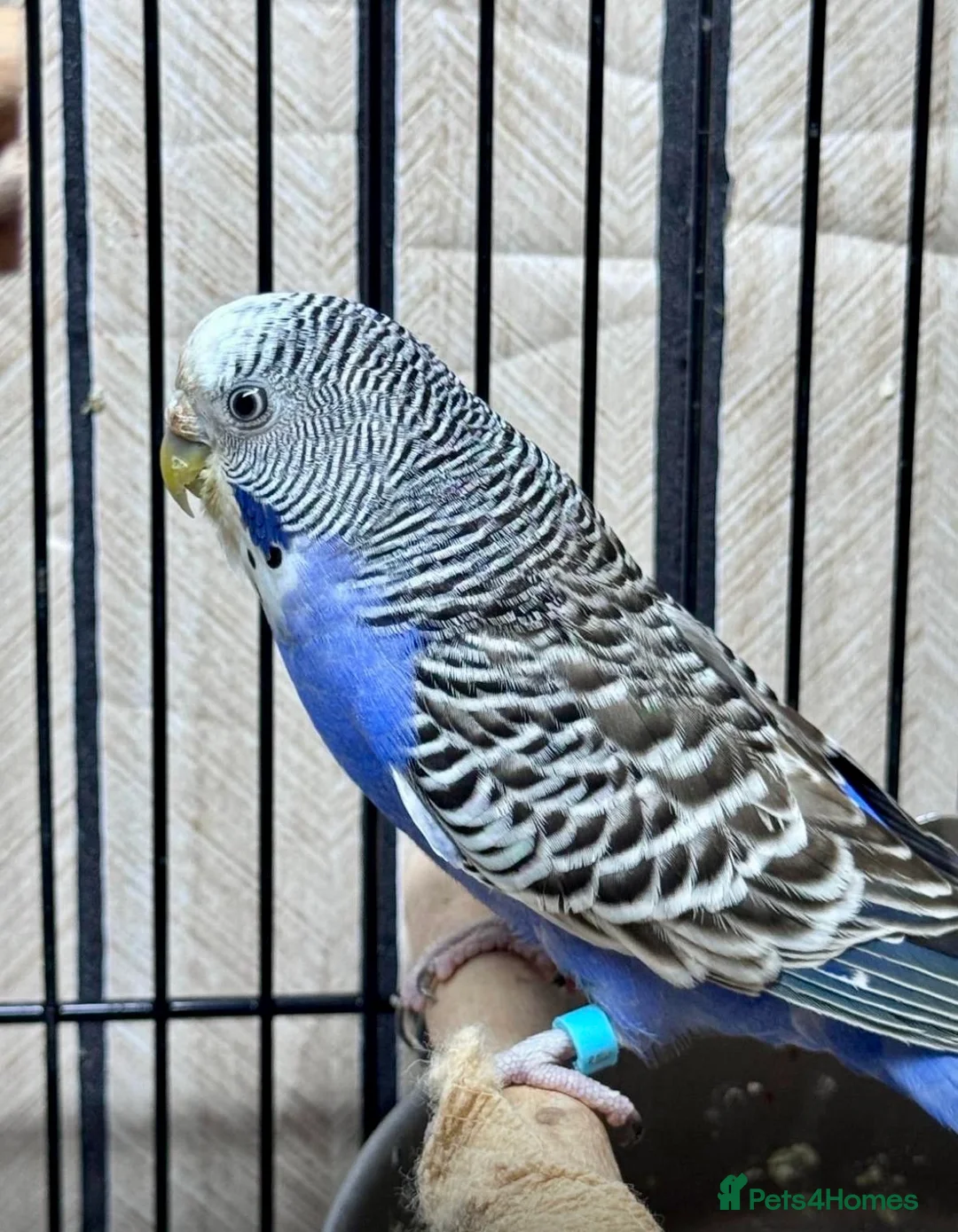 Budgerigars birds for sale: Helicopter Budgie and Budgie - Advert 9