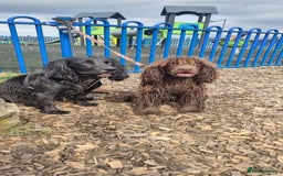 Sprocker dogs for sale: Sprocker for sale - Image 5