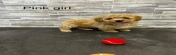 Poochon dogs for sale: Beautiful Pochoon puppies!! - Advert 11