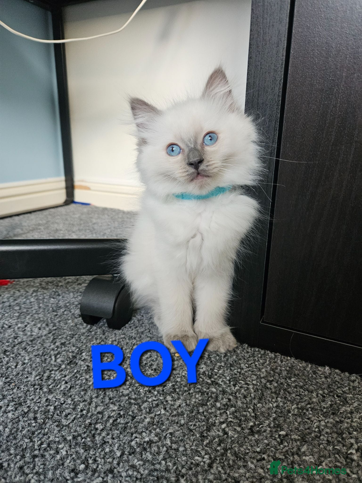 Ragdoll cats Ragdoll kittens looking for forever home !  - Advert 6