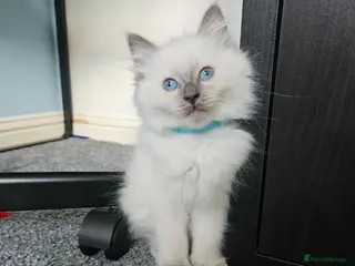 Ragdoll cats Ragdoll kittens looking for forever home ! - Advert 6