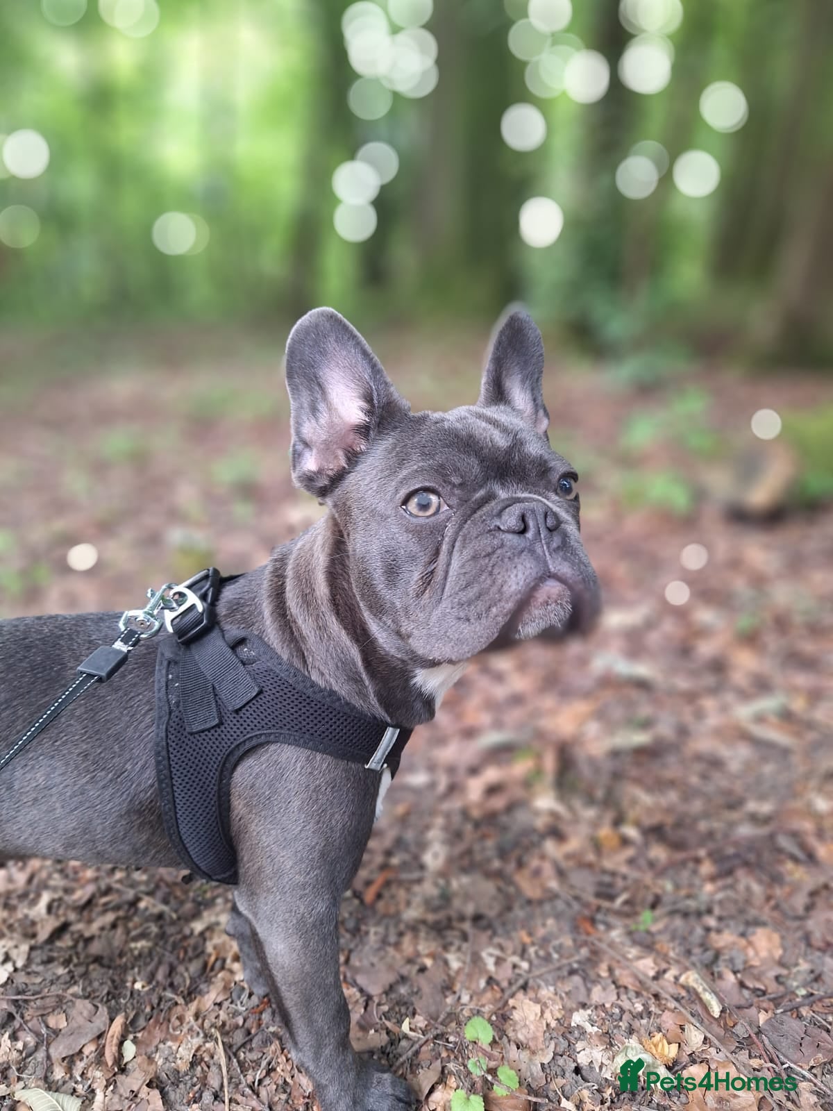 French Bulldog dogs French bulldog for sale - Advert 1