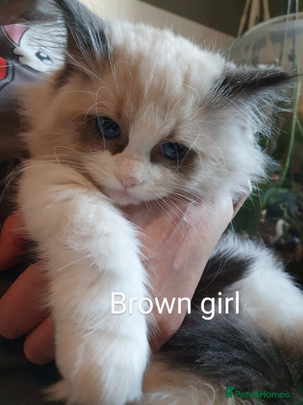 Ragdoll cats Ragdoll kittens GCCF registered ONE GIRL LEFT £995 - Advert 18