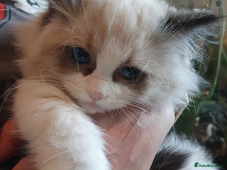 Ragdoll cats Ragdoll kittens GCCF registered ONE GIRL LEFT £995 - Advert 18