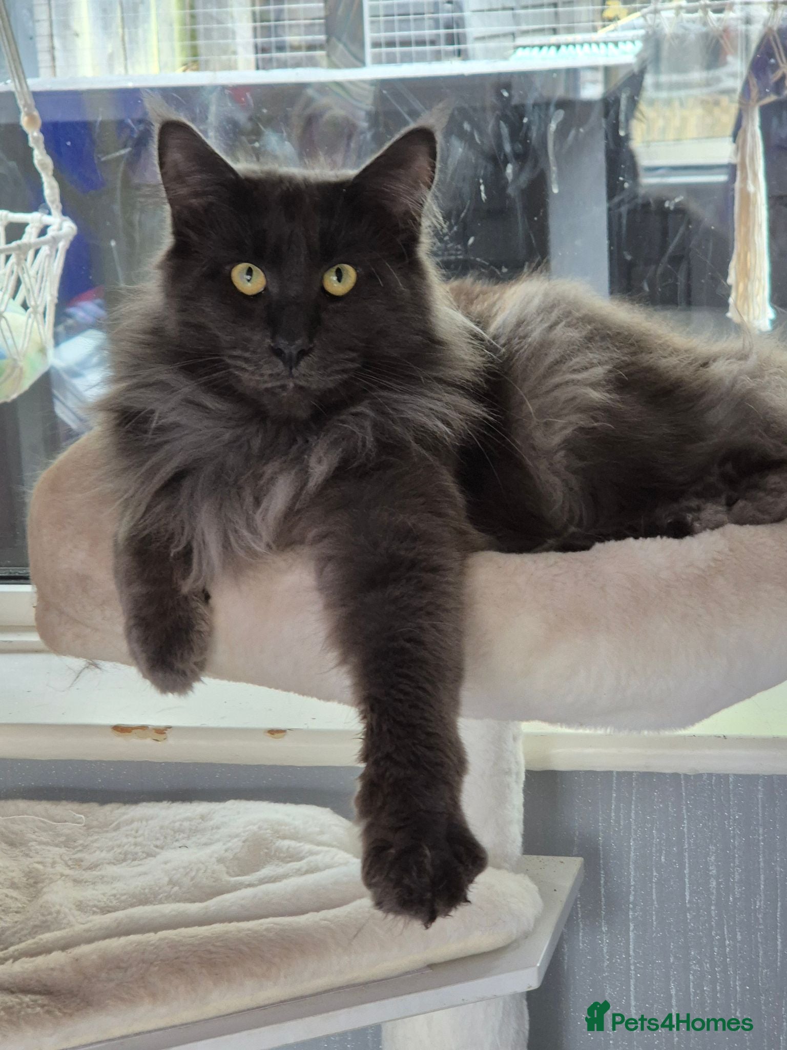 Maine Coon cats Stunning BLUE SMOKE Maine Coon male - Advert 9