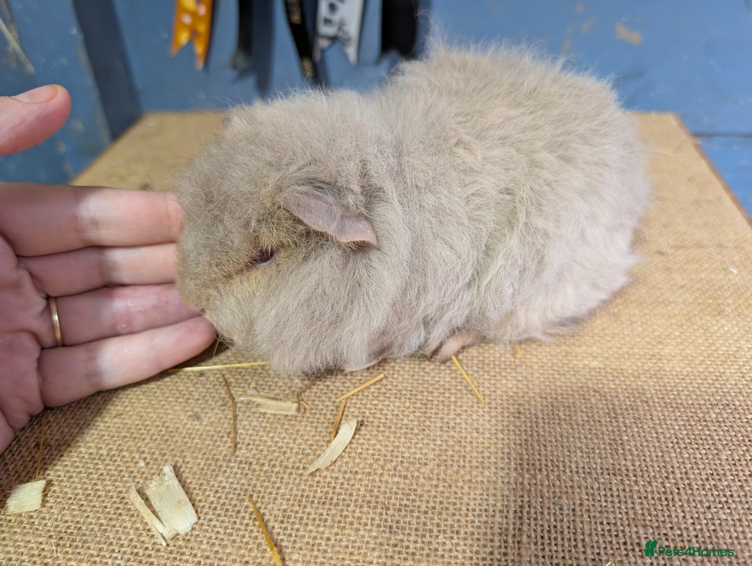 Guinea Pig rodents for sale: Beautiful swiss baby boars  - Advert 4