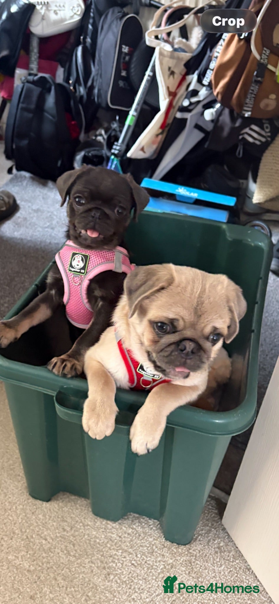 Pug dogs Pug boy  - Advert 8