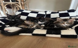Maine Coon cats for sale: Mainecoons  - Image 16
