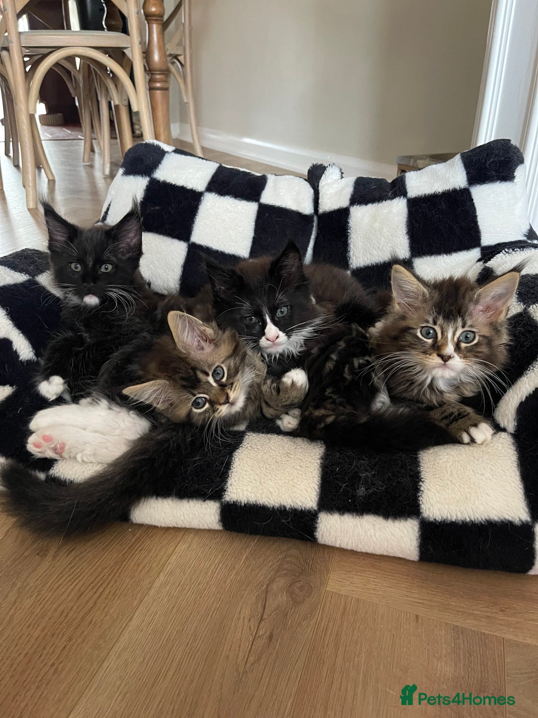 Maine Coon cats for sale: Mainecoons  - Image 16