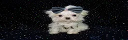 Maltese dogs for sale: ****Exquisite KC Registered Maltese Boy Puppy****  - Advert 2