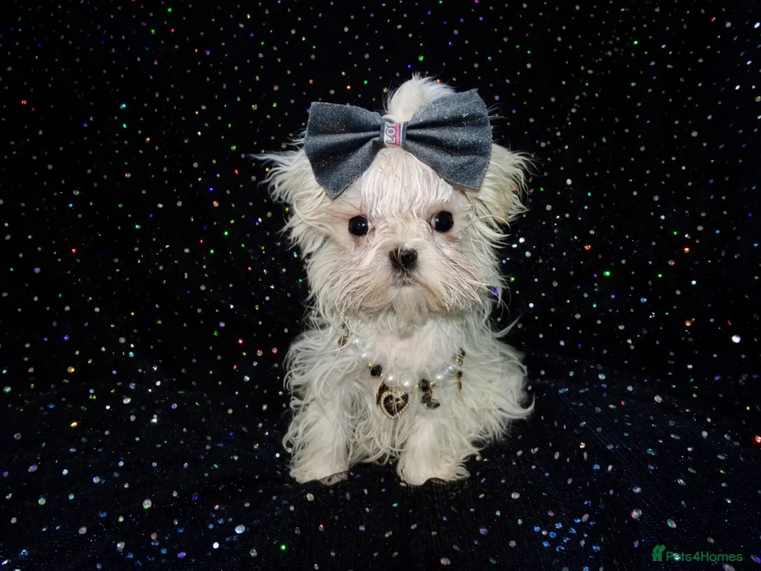 Maltese dogs for sale: ****Exquisite KC Registered Maltese Boy Puppy****  - Advert 2