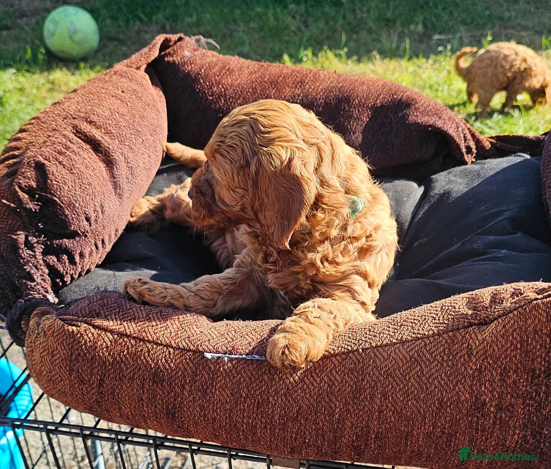 Cockapoo dogs for sale: F1B Red Cockapoo Pups - Image 9