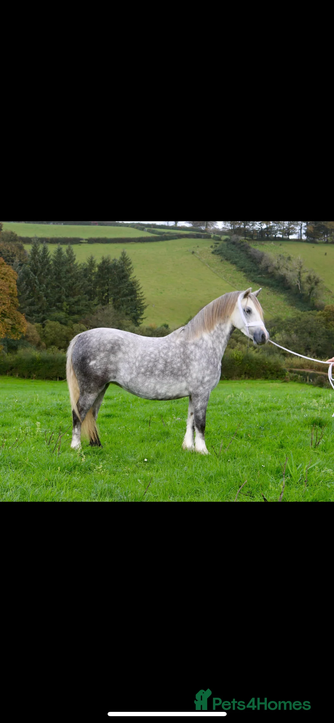 Welsh Section A horses for sale: Rising 6yo dapple grey Welsh A mare  in Hereford - Advert 10