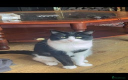 British Shorthair cats for sale: 2 brothers looking for new home - Image 2